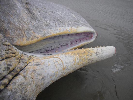 Pottwalstrandung vor Norderney Pottwalstrandung vor Norderney