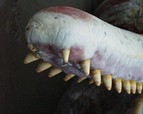 Pottwalstrandung vor Norderney Pottwalstrandung vor Norderney