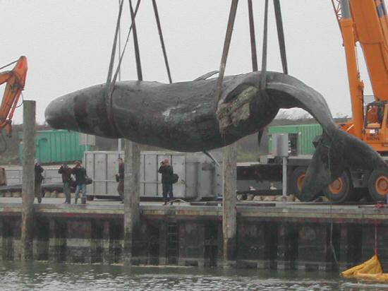 Pottwalstrandung vor Norderney