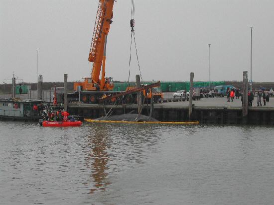 Pottwalstrandung vor Norderney Pottwalstrandung vor Norderney