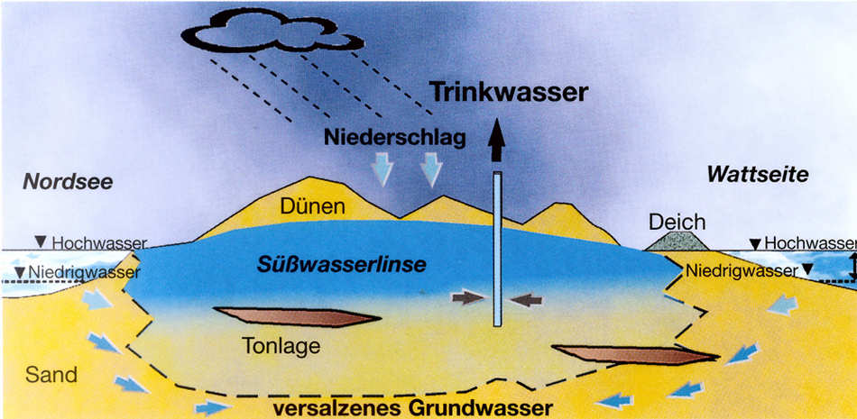 Süßwasserlinse Süßwasserlinse